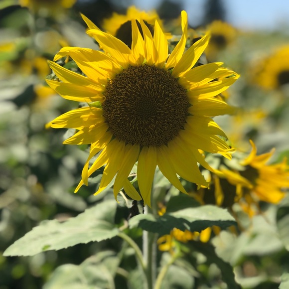 Profile Picture of Mallie Turnier (@mallie523) on Poshmark