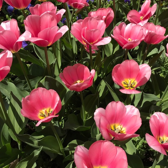 Profile Picture of Nancy Marzec (@lilylu910) on Poshmark