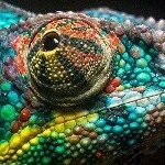 Profile Picture of Mz Chamelia (@mzchamelia) on Instagram