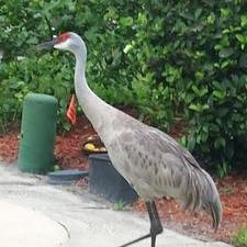 Profile Picture of Joan Campbell (@joancfl) on Twitter