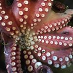 Graham Barber - Instagram Profile Picture of Graham Barber (@graamphrik) on Instagram