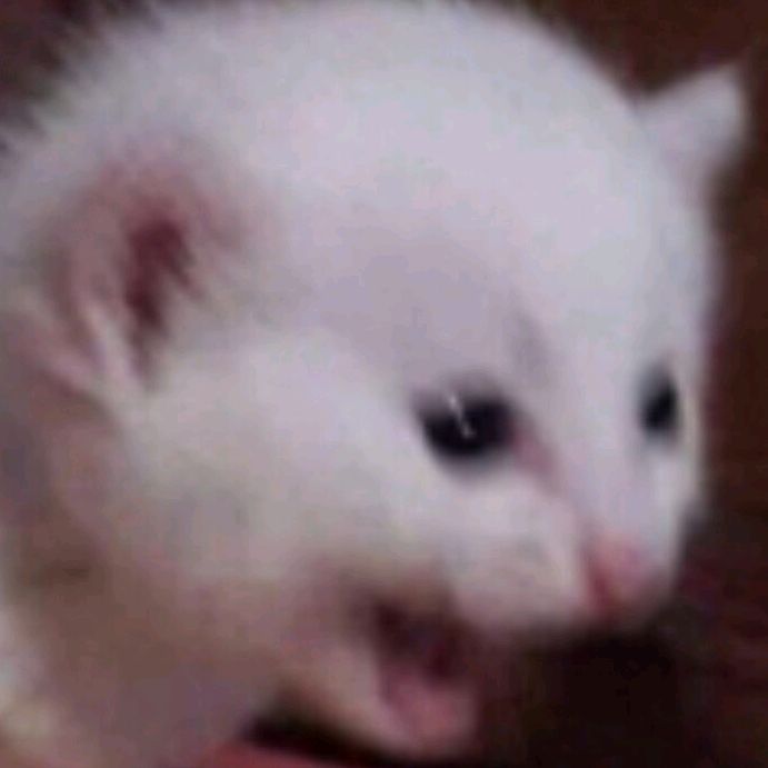 Jeremy_LeVian - Tiktok Profile Picture of Jeremy_LeVian (@@everything_memes) on Tiktok