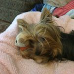 Profile Picture of Steve Redmond (@redperson999) on Instagram