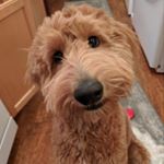 Profile Picture of Bernadette (@bernieontherocks) on Instagram