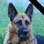 Profile Picture of Shelly Ludwig (@shellyludwig) on Instagram