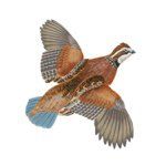 Profile Picture of Kevin's Catalog (@kevinscatalog) on Instagram