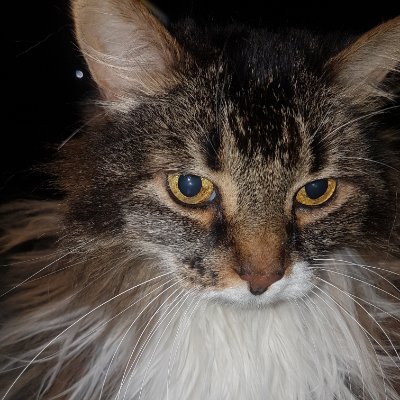 Profile Picture of Lorraine Hébert (@LorraineHbert2) on Twitter