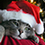 Profile Picture of Castro Zalloum (@patriot_palestine2000) on Flickr