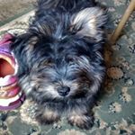 Tanya Everson - Instagram Profile Picture of Tanya Everson (@tanya.everson1) on Instagram