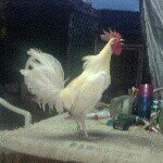 Profile Picture of Ron Kapaku (@rkapaku) on Instagram