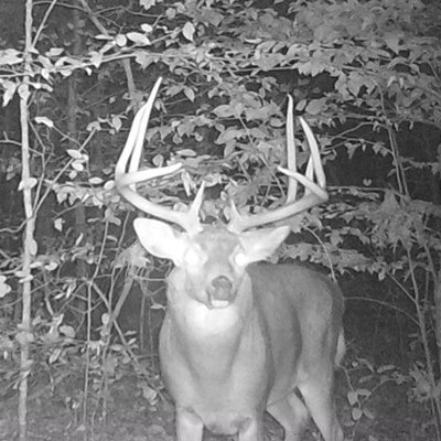 Profile Picture of Andrew Strecker (@Trad_Buckskins) on Twitter