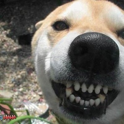 Profile Picture of Maggie Hsieh (@maghsieh) on Twitter