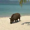 Profile Picture of John Grouse (@johngrouse) on Tiktok
