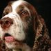 Profile Picture of Henry Springer (@henry.springer.75) on Facebook