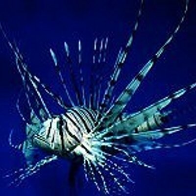 Profile Picture of Cori Weber (@WingPhish69) on Twitter