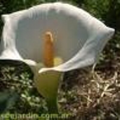 Profile Picture of Tanya Alcantara (@micala21t) on Twitter