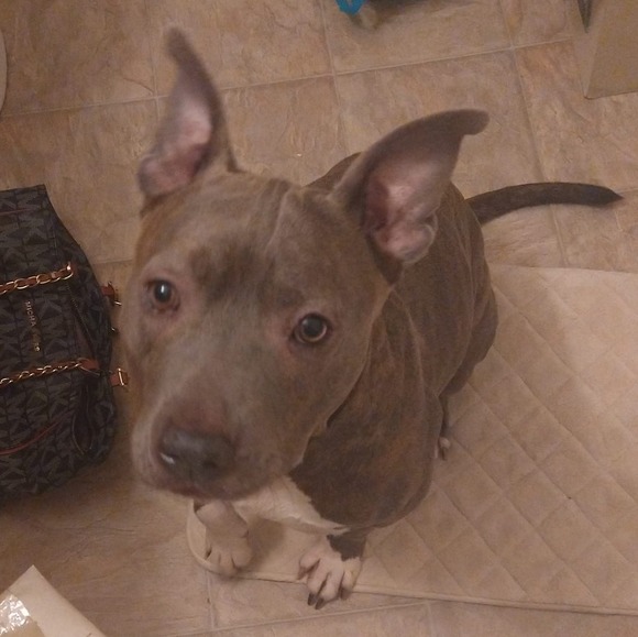 Profile Picture of Ashlie Hersley (@mizashlie88) on Poshmark