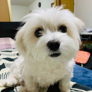 Profile Picture of andrewxia966 (@andrewxia966) on Tiktok