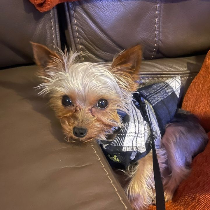 Profile Picture of Lisa Shifflett (@lisalshifflett72) on Tiktok