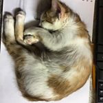 Profile Picture of Joseph Phoenix Amer (@josephphoenixamer) on Instagram