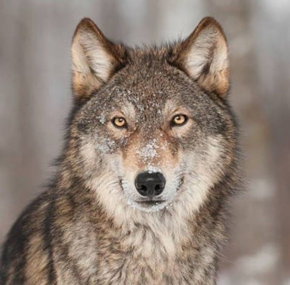 Profile Picture of Patricia Alvarez cantu (@padty87) on Poshmark