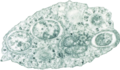 Profile Picture of Wolbachia - Wikipediaon Wikipedia