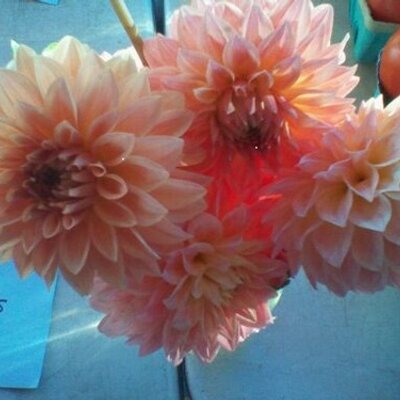 Profile Picture of Megan Keefer (@mckeefer) on Twitter