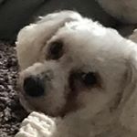 Profile Picture of Matt Squibb (@matthew_squibb13) on Instagram