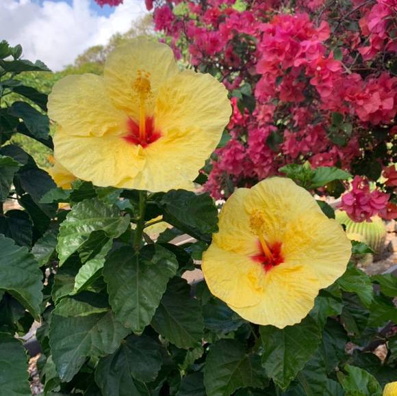 Profile Picture of Caroline Kahuena (@carolinekahuena) on Poshmark