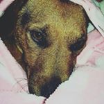 Profile Picture of Tyler_Rusty (@rusty__the__dog_) on Instagram