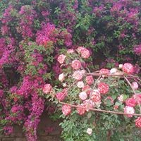 Profile Picture of Yasmin Saeed (@yasmin-saeed-5) on Quora