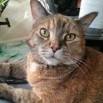 Profile Picture of Steven muse (@musesteven) on Instagram