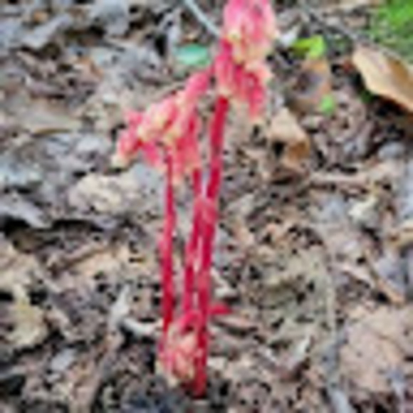 Profile Picture of Amanda Pieroni (@darkmoon2shroom) on Poshmark