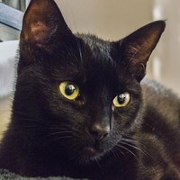 Profile Picture of Leah Haddad (@leah-haddad-3) on Quora