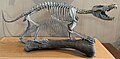 Profile Picture of Gobiconodonon Wikipedia