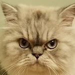 Profile Picture of Lynus cat (@leinenkugel_alexander) on Instagram