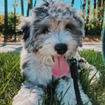 Profile Picture of Hey, I’m Daley Ray 🐾 (@daleyraydennis) on Instagram