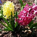 Profile Picture of Sherry Frisby Maynard (@sherryfrisbymaynard) on Instagram