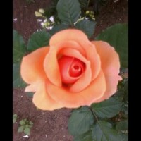 Profile Picture of Alice Rowe (@alice-rowe-7) on Quora