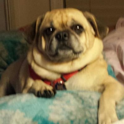 Profile Picture of Amanda Barilla (@amandabarilla) on Twitter