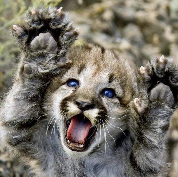 Profile Picture of Audrey Tansy (@tansyfam) on Poshmark