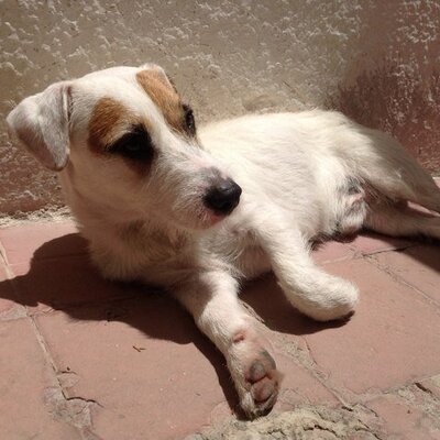 Profile Picture of Joel Estrada Galaviz (@joelgalaviz3) on Twitter