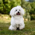 Profile Picture of Joanna Michalik (@dogs_healthy_life) on Instagram