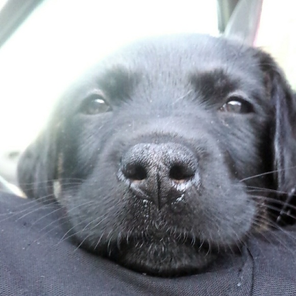 Profile Picture of Nick Sarappo (@nsarappo) on Poshmark