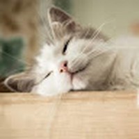 Profile Picture of Winnie Ting (@winnie-ting-14) on Quora