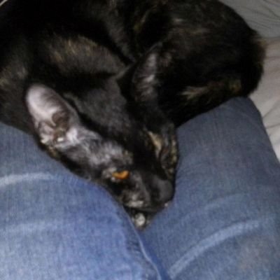 Profile Picture of Joshua Serna (@7a91470e4a3d4a2) on Twitter