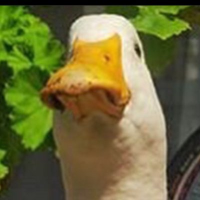 Profile Picture of Neil Dasgupta (@NeilDasgupta) on Twitter