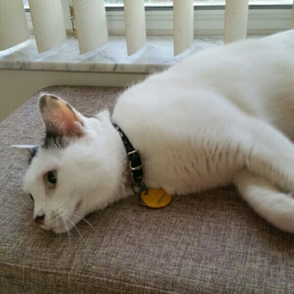 Profile Picture of Ellen Rainero (@scubachick954) on Poshmark