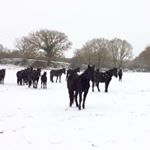 Allevamento di Amatulli Cosimo - Instagram Profile Picture of Allevamento di Amatulli Cosimo (@cavallo_murgese) on Instagram