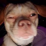 Profile Picture of Joseph Macejka Jr. (@macejkajr.joseph) on Instagram